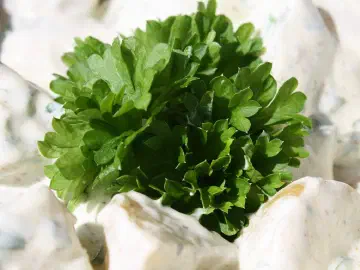 Kartoffelsalat med persille og karry, billede 3