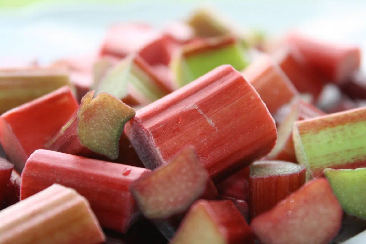 Rabarberkompot
